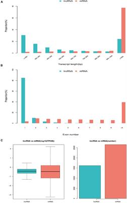 Transcriptome Analysis Reveals the Profile of Long Non-coding RNAs During Chicken Muscle Development